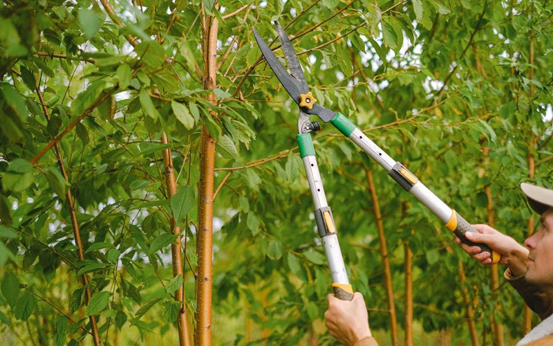 Tree trimming in Kwethluk, AK